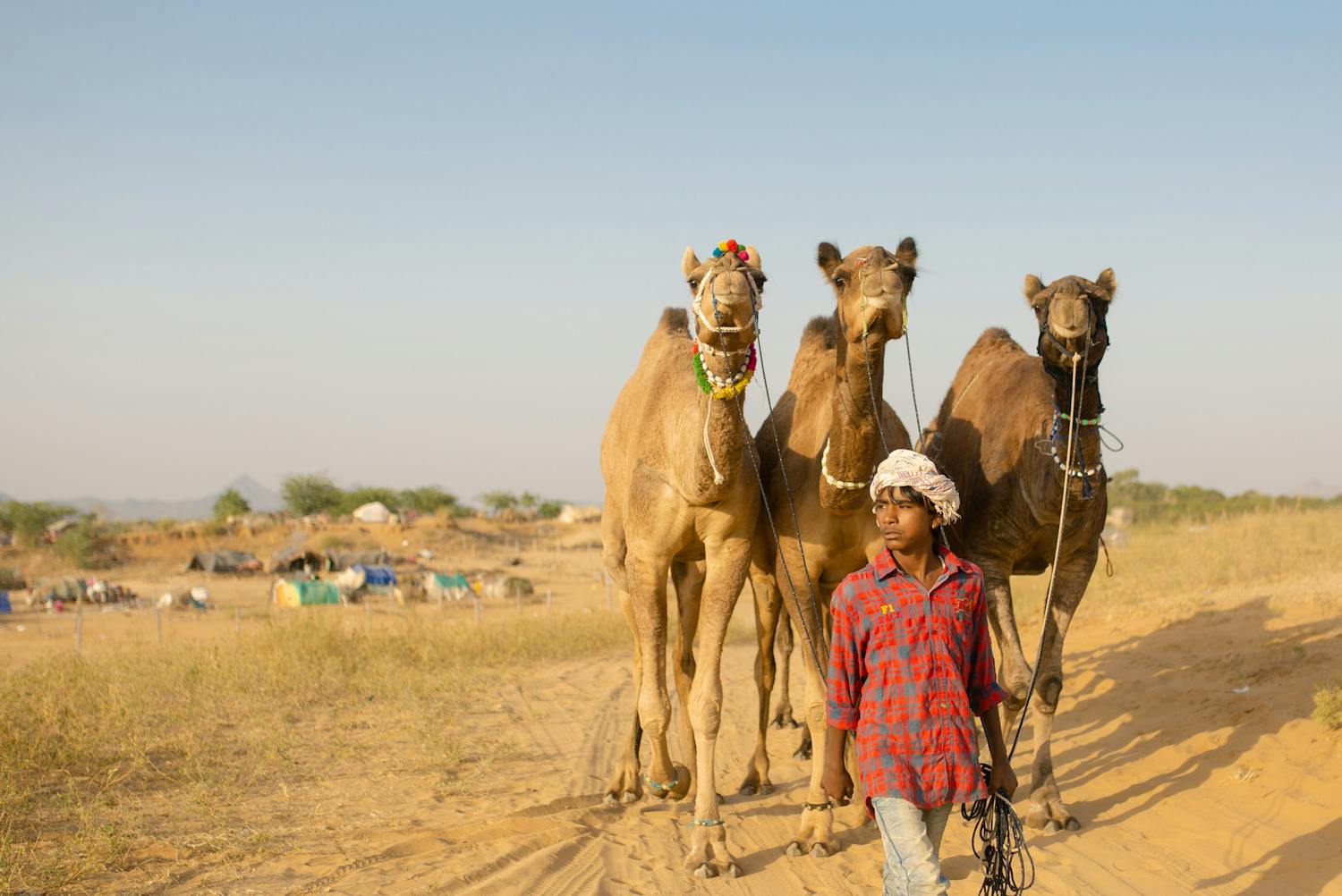 Majestic palaces, desert landscapes, and vibrant culture.
